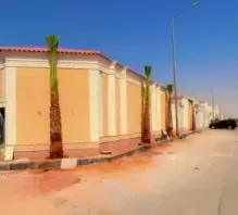 للبيع جميع انواع النخيل بأسعار مناسبة