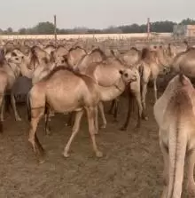 قعدان مستوردة تربية 5 شهور