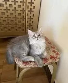 kitten Persian moon face