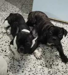 French Bulldogs For Sale