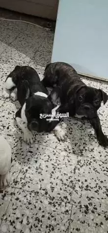 French Bulldogs For Sale