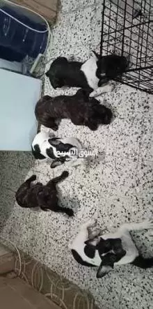 French Bulldogs For Sale