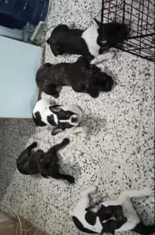 French Bulldogs For Sale