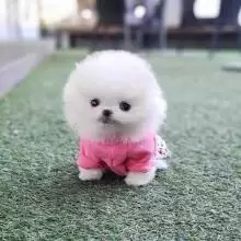 tea cup pomeranian puppy