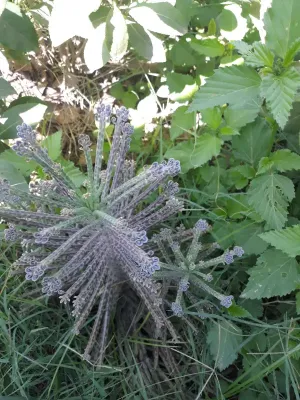 بيع علاج أعشاب
