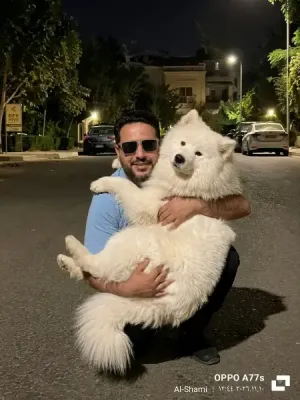 ابحث عن عمل سائق أو مسؤل مكتب تأجير