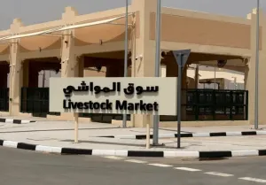 مطلوب بائع أغنام للعمل في بيع الأغنام والحلال للزبائن في أحد أكبر أسواق الماشية في السعودية وبراتب ممتاز