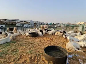 مطلوب بائع أغنام للعمل في مجال بيع الأغنام والحلال في سوق الماشية وأسواق الجملة في الرياض وبراتب ممتاز