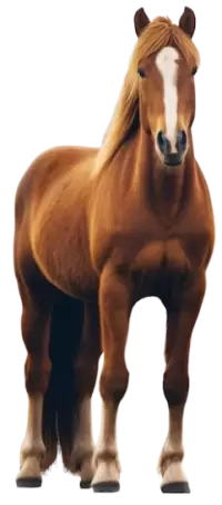 خيل للبيع في السعودية : أفضل الأسعار