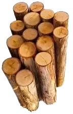 اشجار تالفة للحطب فى سكاكا